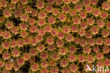 Bristly Haircap (Polytrichum piliferum)
