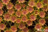 Bristly Haircap (Polytrichum piliferum)