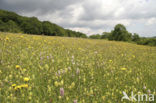 Hoary Plantain (Plantago media)