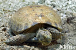 Russian Tortoise