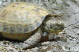 Russian Tortoise