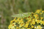 Sabelsprinkhaan (Tettiginia spec.)