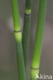 Rough Horsetail (Equisetum hyemale)