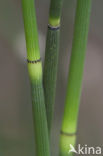 Schaafstro (Equisetum hyemale)