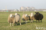 Schaap (Ovis domesticus)