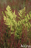 Schapenzuring (Rumex acetosella)