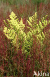 Schapenzuring (Rumex acetosella)