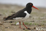 Scholekster (Haematopus ostralegus)