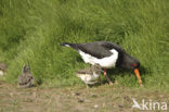 Scholekster (Haematopus ostralegus)