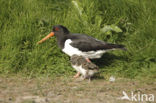 Scholekster (Haematopus ostralegus)