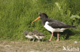 Scholekster (Haematopus ostralegus)