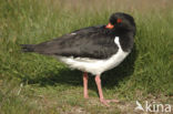 Scholekster (Haematopus ostralegus)