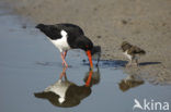 Scholekster (Haematopus ostralegus)