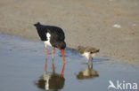 Scholekster (Haematopus ostralegus)