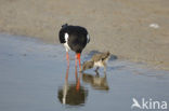 Scholekster (Haematopus ostralegus)