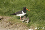 Scholekster (Haematopus ostralegus)