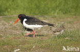 Scholekster (Haematopus ostralegus)