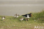 Scholekster (Haematopus ostralegus)