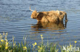 Highland Cow (Bos domesticus)