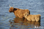 Highland Cow (Bos domesticus)