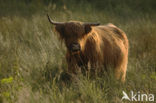 Schotse Hooglander