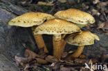 Schubbige bundelzwam (Pholiota squarrosa)