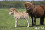 Shetland pony (Equus spp)