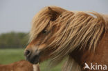 Shetland pony (Equus spp)