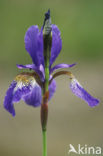 Siberische lis (Iris sibirica)