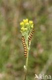 The Cinnabar (Tyria jacobaeae)