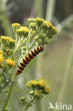 The Cinnabar (Tyria jacobaeae)