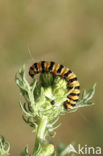 The Cinnabar (Tyria jacobaeae)