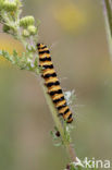 The Cinnabar (Tyria jacobaeae)