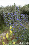 Tower of Jewels (Echium wildpretii)