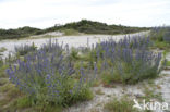 Tower of Jewels (Echium wildpretii)