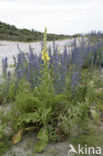 Tower of Jewels (Echium wildpretii)