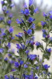 Tower of Jewels (Echium wildpretii)