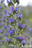 Tower of Jewels (Echium wildpretii)