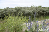 Slangenkruid (Echium wildpretii)