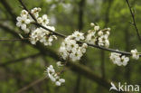 Sleedoorn (Prunus spinosa)