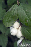 Snowberry (Symphoricarpos racemosus)