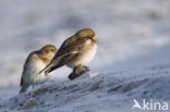 Sneeuwgors (Plectrophenax nivalis)