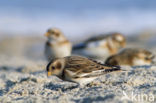 Sneeuwgors (Plectrophenax nivalis)