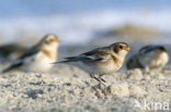 Sneeuwgors (Plectrophenax nivalis)