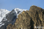 Dall’s Sheep (Ovis dalli)