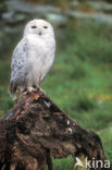 Snowy Owl (Bubo scandiacus)