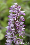 Military Orchid (Orchis militaris)
