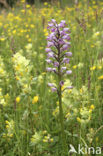 Military Orchid (Orchis militaris)