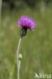 Spaanse ruiter (Cirsium dissectum) 