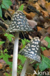 Pleated Inkcap (Coprinus picaceus)